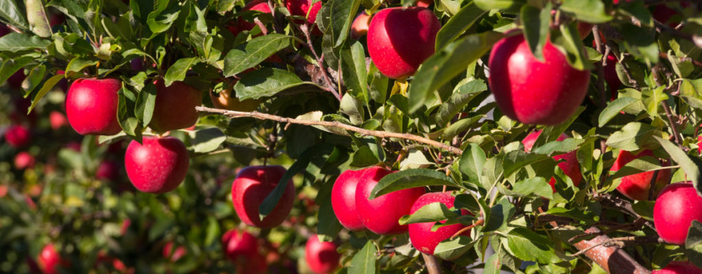 Fruit trees in Canada